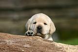 LABRADOR 1297
